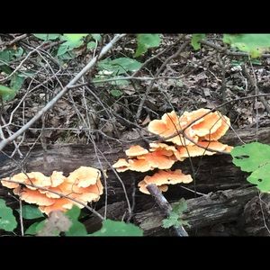 Meet your Posher, Joycelyn